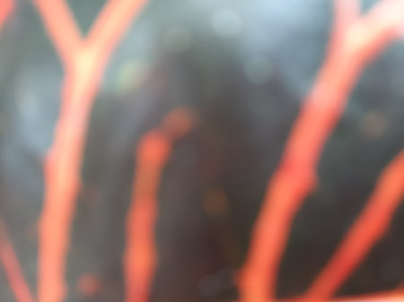 Defocus abstract black pink Croton Codiaeum leaf vein textureの写真素材