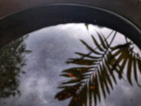 Defocused palm leaf and sky reflection on washbasin waterの写真素材