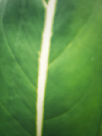 Blurry soft green leaf vein texture with one white stripeの写真素材
