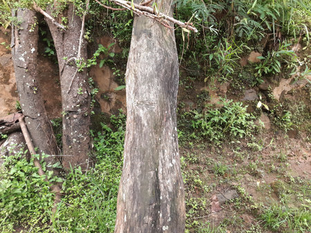 three old tree log laying down on wall with lot of mosses and weedの写真素材