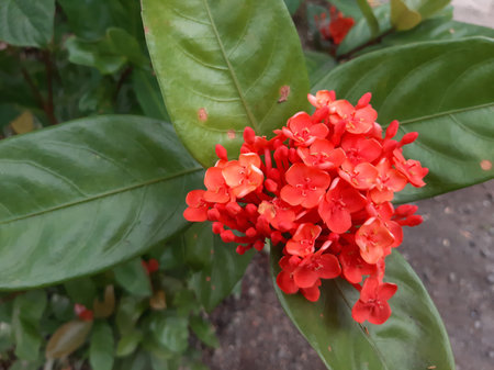 Fresh chinese ixora red flower with green leaves and dark soilの写真素材