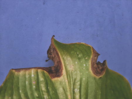 Dreamy defocus green leaves of Proiphys amboinensis. Hosta banana kid or Cardwell Lily.の写真素材