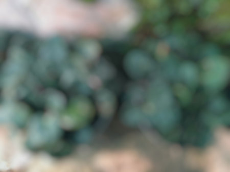 Defocus top view African Violet Saintpaulia Ionantha Subspecies Pendula plant leaf on pot backgroundの写真素材