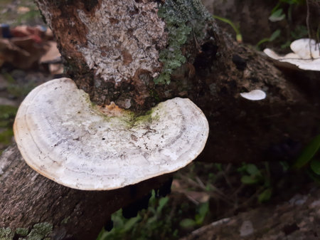 Trametes hirsuta or white fungus growing on old log.