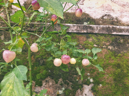 purple young cherry chili on the tree planted on pot outside the house with old brick background and mossの写真素材