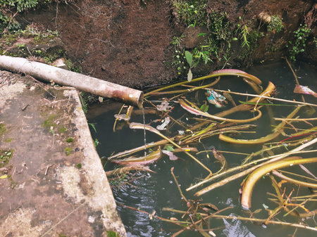 water drop from old pipe to dirty pool covered by taro stemの写真素材