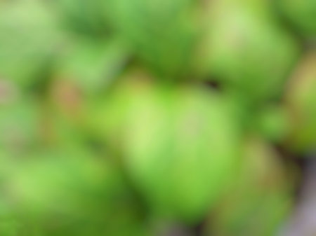 Defocus top view green disease leaves. Black or brown spots on Hydrangeas.の写真素材