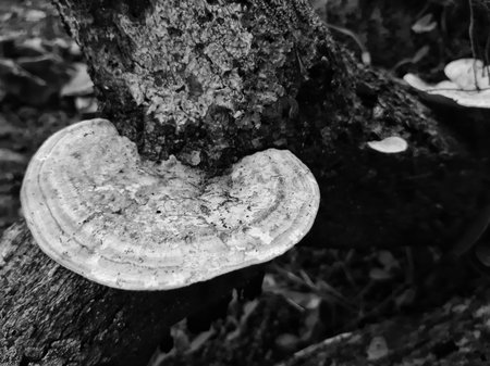 monochrome Trametes hirsuta or white fungus growing on old log.の写真素材