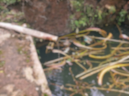 defocus water drop from old pipe to dirty pool covered by taro stemの写真素材