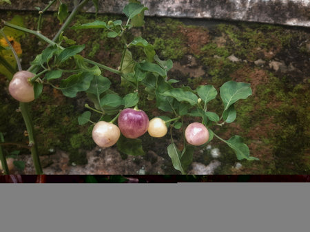purple young cherry chili on the tree planted on pot outside the house with old brick background and mossの写真素材