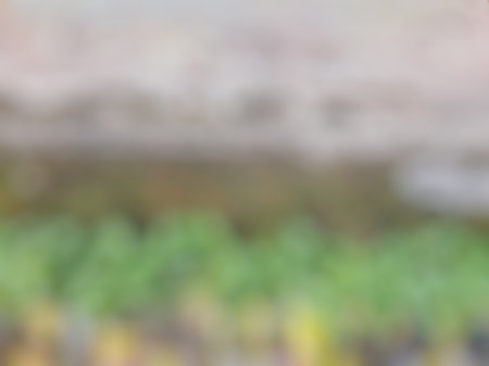 defocus house gardening planting young chili tree on plastic bag in front of old wall with mossの写真素材