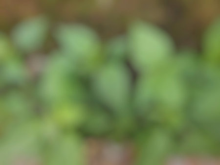 defocus house gardening planting young chili tree on plastic bag in front of old wall with mossの写真素材