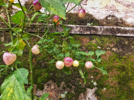 purple young cherry chili on the tree planted on pot outside the house with old brick background and mossの写真素材