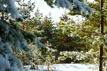 through the winter forest at of sunny day- winter landscapeの写真素材