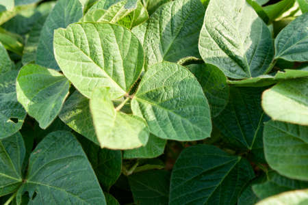 Green young soybean plants close-upの写真素材