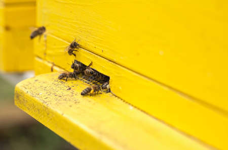 bees collect pollen for honey close upの写真素材