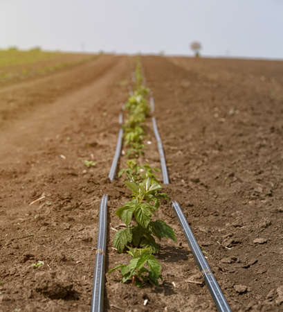 field of growing organic young raspberries in the springの写真素材