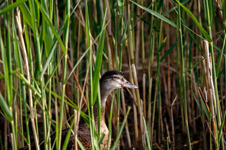 portrait duck bird in wildlife in grassの写真素材