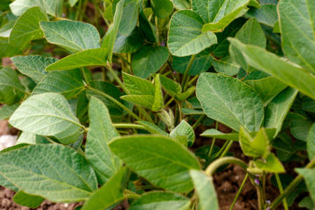 Genetically modified young soybean in the field or GMO soybean close up