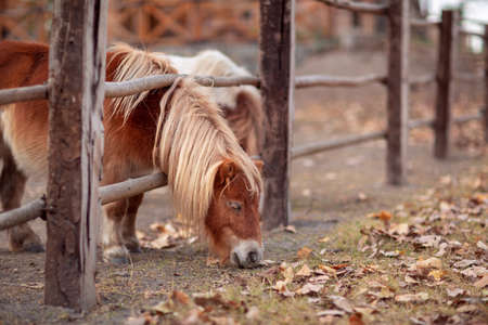 beautiful young pony horse on a farm outdoors - pet animal