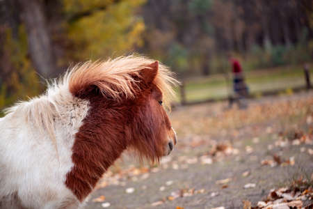 Beautiful Miniature Shetland pony on a farmの写真素材