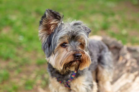 Beautiful cute Yorkshire Terrier enjoying in parkの写真素材