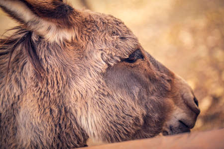 beautiful brown donkey domesticated member of the horse family