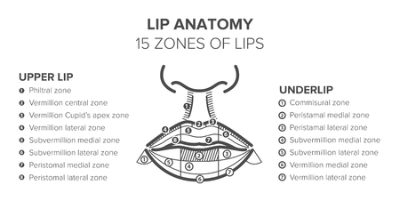 Lip anatomy. 15 zones of lips. Lip injectionsのイラスト素材
