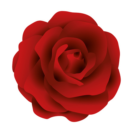 Illustration Vector Graphic Flower Rose for the creative use in graphic designのイラスト素材