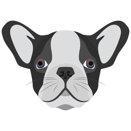 English bulldog for graphic designのイラスト素材
