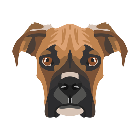 Illustration Boxer | For all Dog owners. What you love about his dog? Puppy dog ââeyes, wagging tail, smiling, barking. The boxer is a man's best friend.のイラスト素材