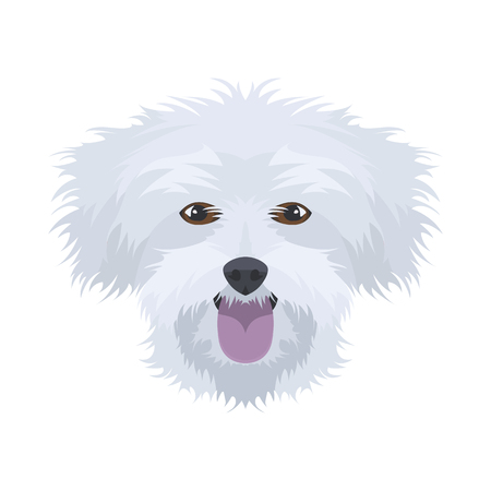 Illustration Maltese | For all Dog owners. What you love about his dog? Puppy dog ââeyes, wagging tail, smiling, barking. The Maltese is a man's best friend.のイラスト素材