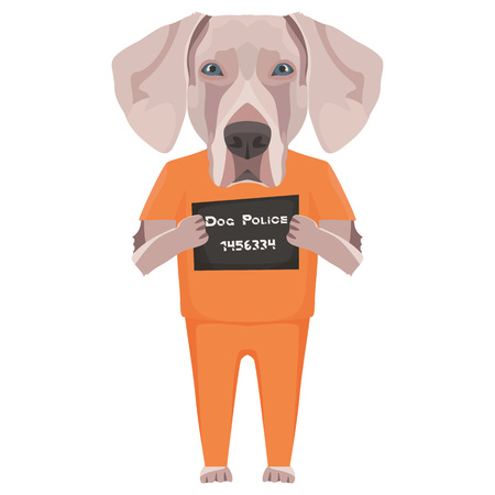 Police photo prison clothing Weimaraner - Mugshot of the guilty dog. The puppy dog ââeyes can be angry no dog lover.
のイラスト素材