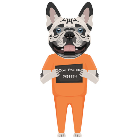 Police photo prison clothes French bulldog - Mugshot of the guilty dog. The puppy dog ââeyes can be angry no dog lover.のイラスト素材