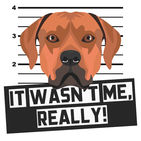 Illustration Mugshot Rhodesian Ridgeback - The guilty dog ââgets a police photo. Dog lovers and dog fans love them sassy dog.
のイラスト素材
