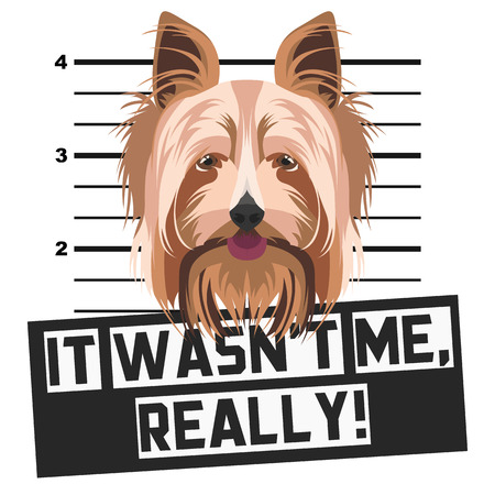 Illustration Mugshot Yorkshire Terrier - The guilty dog ââgets a police photo. Dog lovers and dog fans love them sassy dog.
のイラスト素材