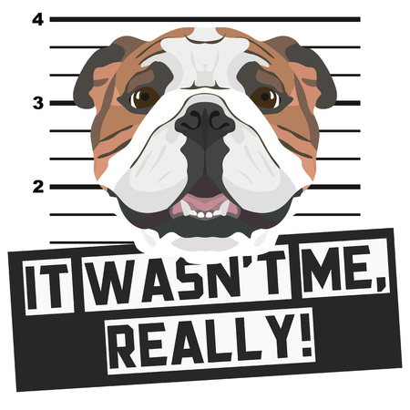 Illustration Mugshot English Bulldog - The guilty dog ââgets a police photo. Dog lovers and dog fans love them sassy dog.のイラスト素材