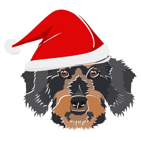 wire-haired dachshund with Santa Hat - This cheerful dog is properly contemplative through his Santa hat. A Christmas motive for dog owners.のイラスト素材