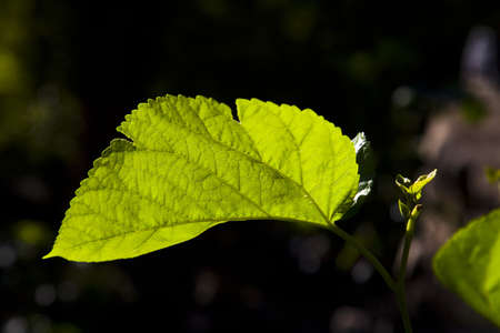 leavesの写真素材