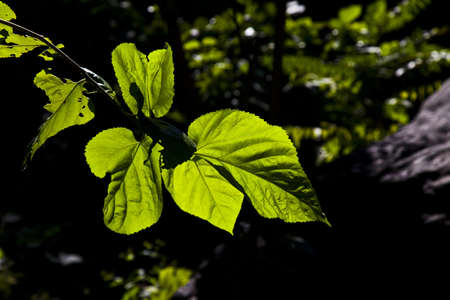 leaves