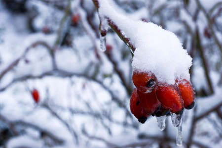 Icy rosehipsの写真素材