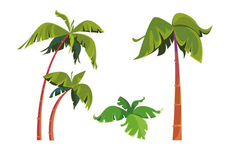Illustration of a set of palm trees. Tall slender tree of the tropics. The isolated object on a white background. Cartoon element of the environment in nature. Hawaii clipartのイラスト素材