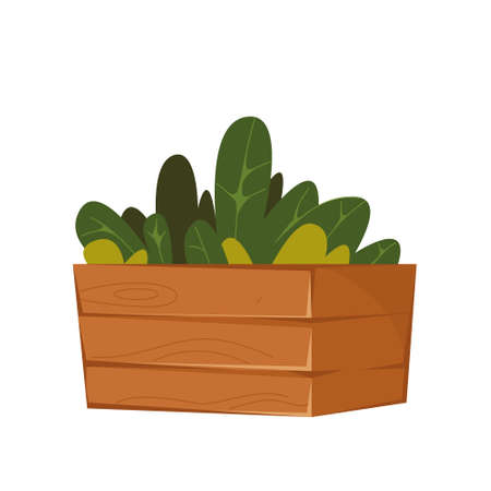 Plants in a wooden box. Home plants. Gardening at home. Vector illustration of flowers in cartoon childish style. Isolated funny clipart on a white background.のイラスト素材