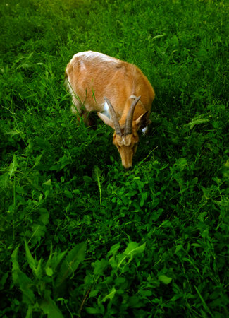 The goat grazes in the meadow and eats grass. Red-haired domestic goat in the pasture. Vertical photo of nature. Blurred background.の写真素材
