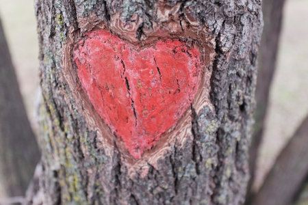 A red heart carved and painted on the bark of a tree. St. Valentines Day.の写真素材