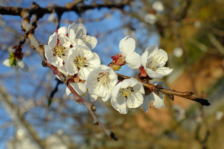 Flowering branch of apple tree. White flowers on the branches of trees in the springの写真素材