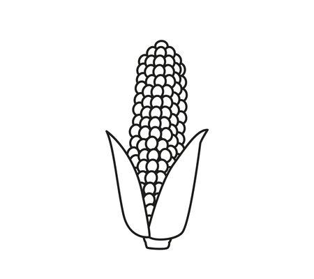 Corn on the cob, black line. Vector illustration of a vegetable in a cartoon childish style. Isolated funny clipart on white background. cute printのイラスト素材