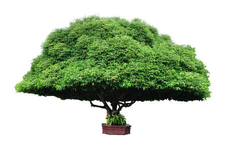 Bullet wood tree on white backgroundの写真素材