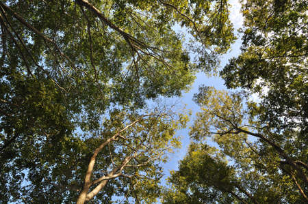 Wide angle of tree branches with blue sky