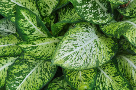 Green leaves backgroundの写真素材